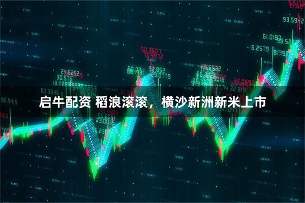 启牛配资 稻浪滚滚，横沙新洲新米上市