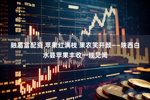 融易富配资 苹果红满枝&#32;果农笑开颜——陕西白水县苹果丰收一线见闻